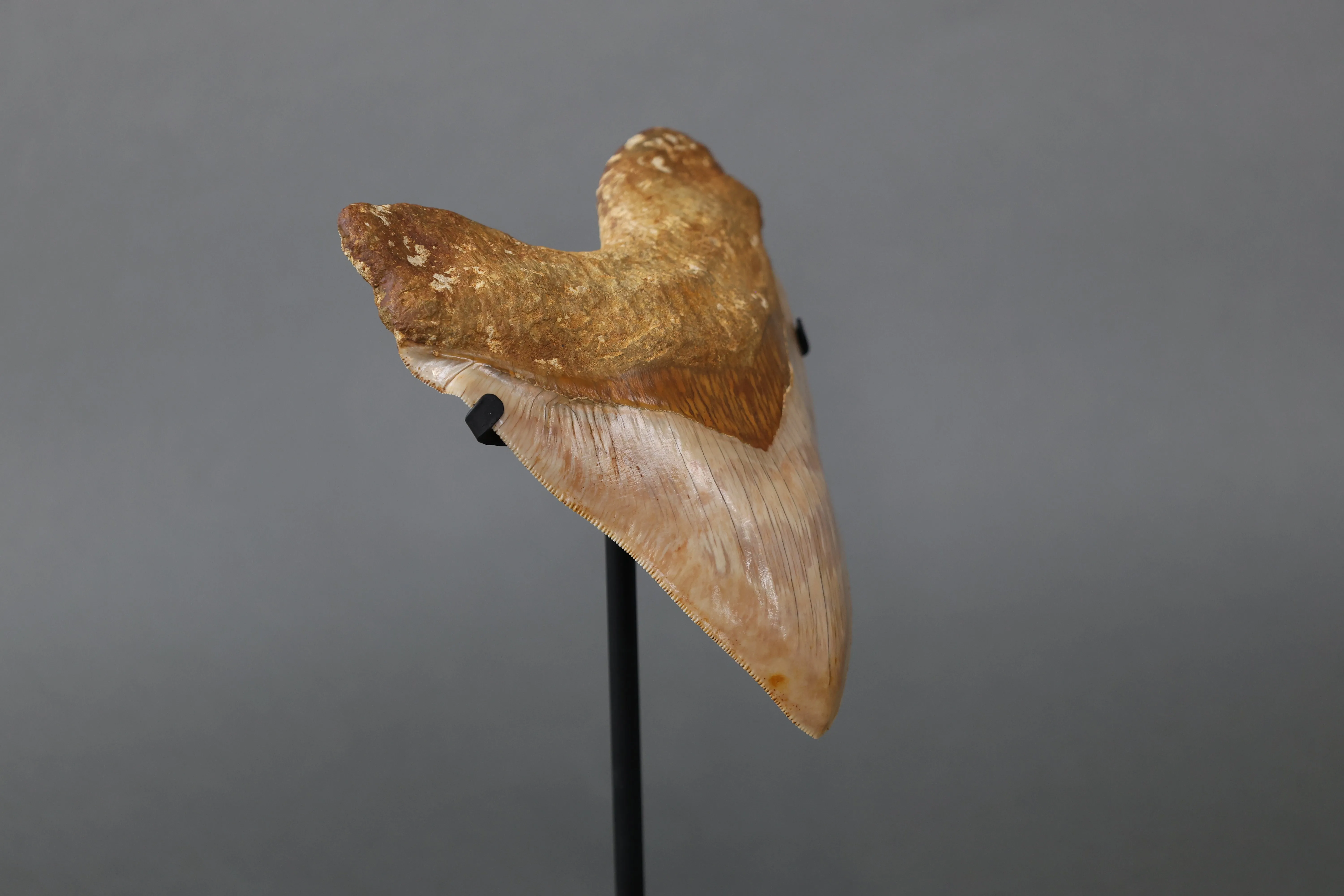 Beautiful Megalodon Shark Tooth - 5.9"