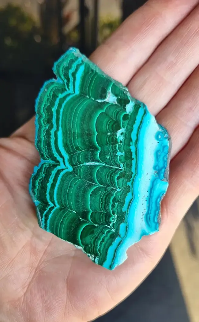 Gorgeous Banded Malacholla Slices | Malachite & Chrysocolla