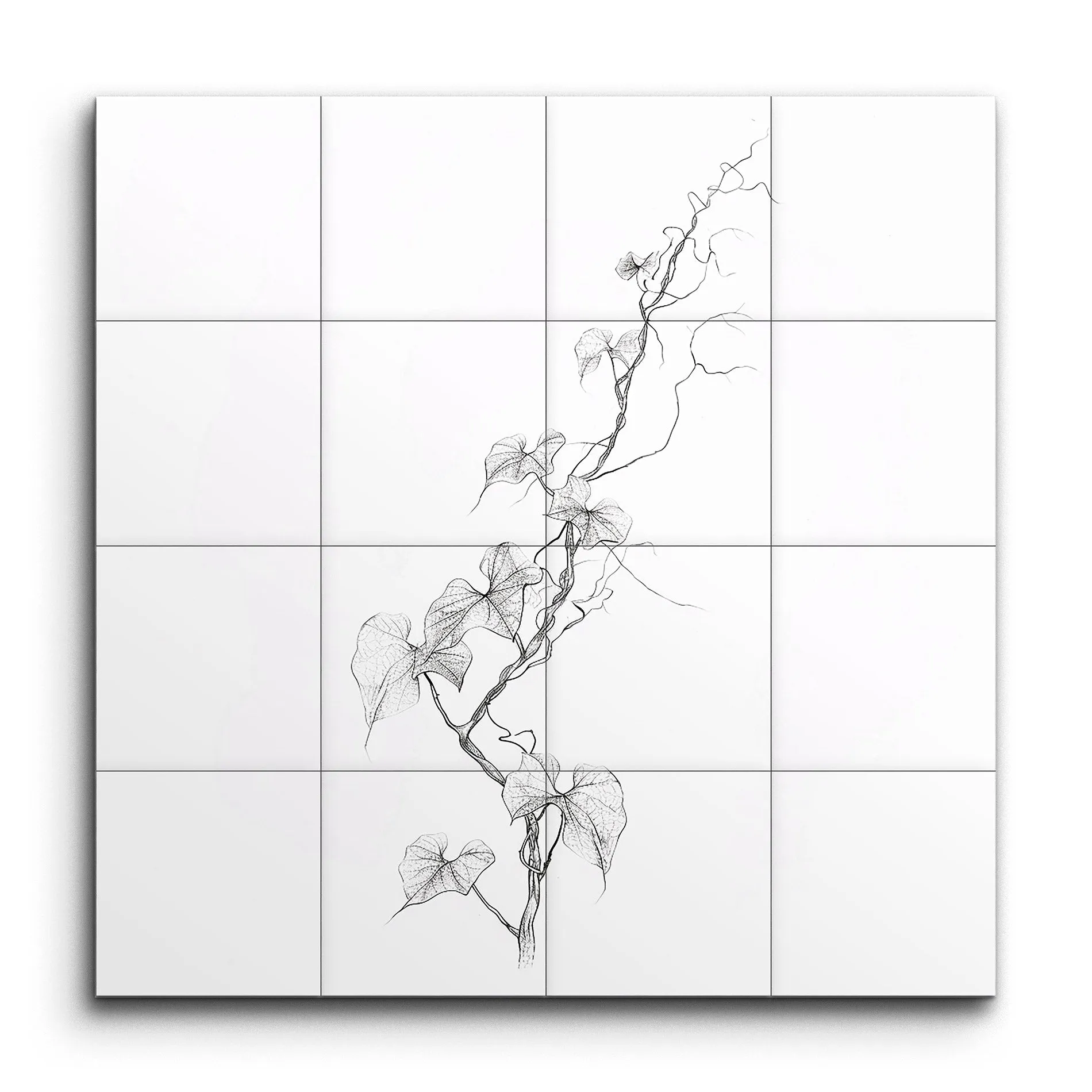 Heartleaf Vine: Minimalist Botanical Elegance