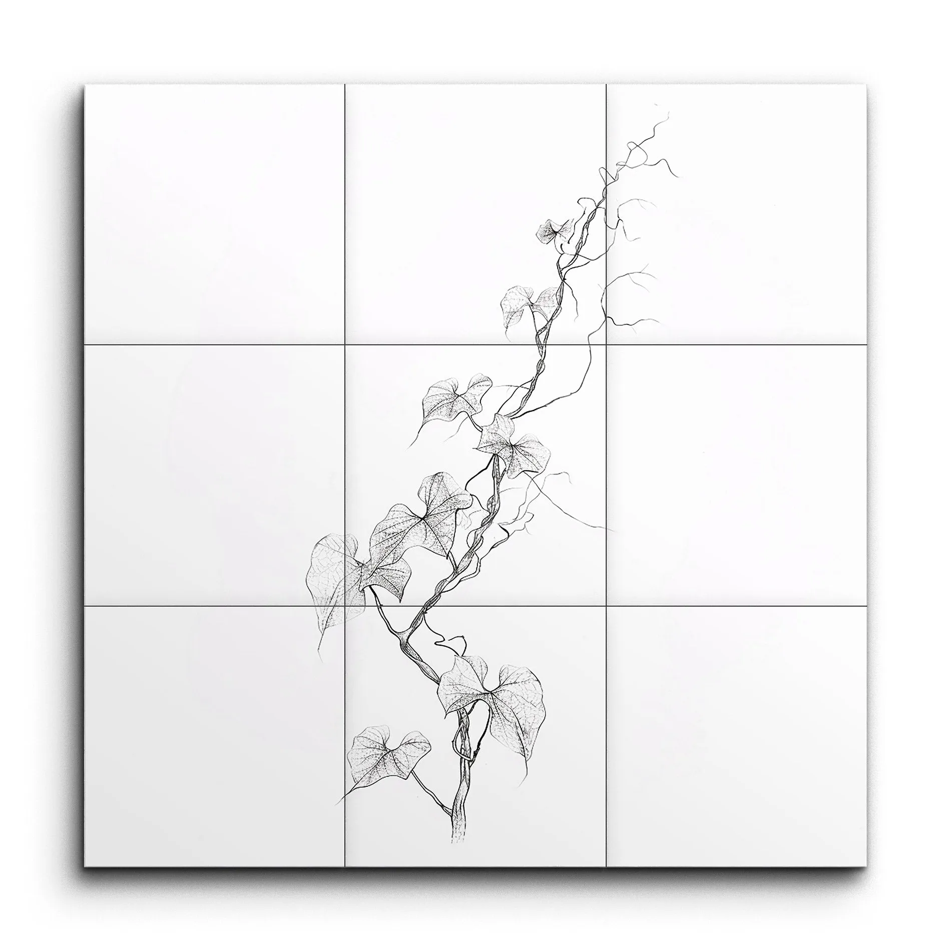 Heartleaf Vine: Minimalist Botanical Elegance