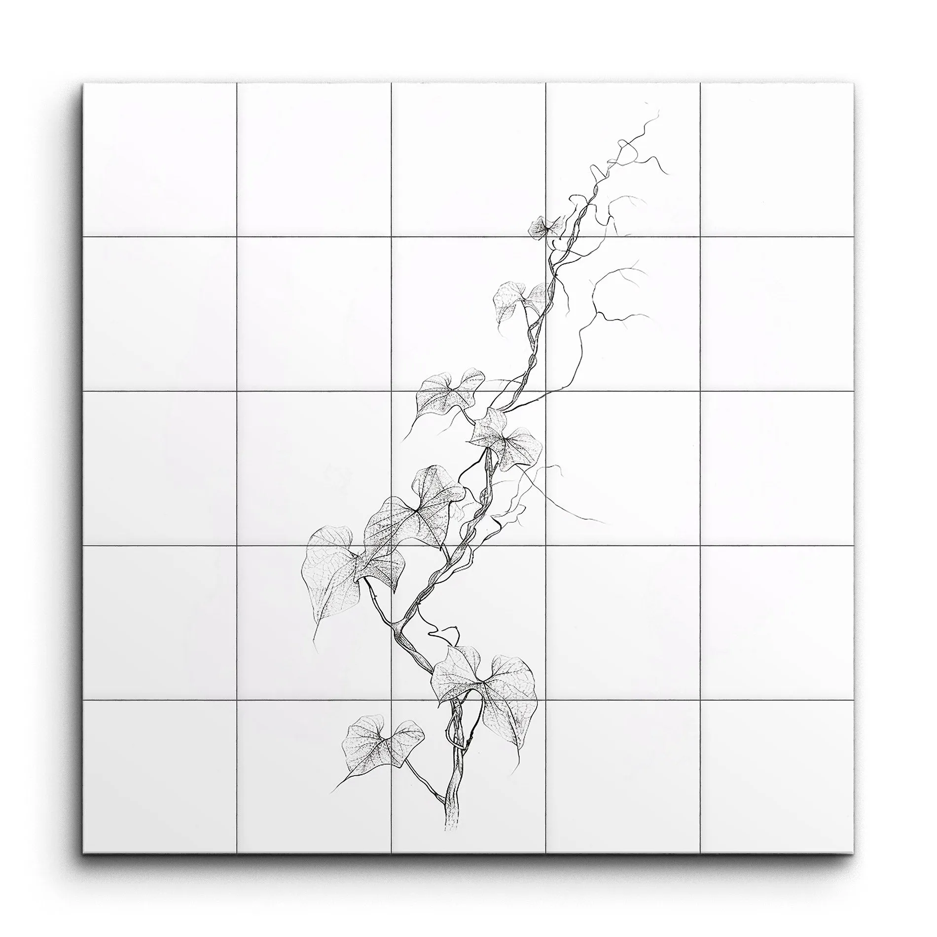 Heartleaf Vine: Minimalist Botanical Elegance